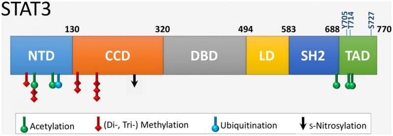 Figure 3. Domain structure of STAT3 (https://www.frontiersin.org/articles/10.3389/fcvm.2015. Figure 3. Domain structure of STAT3 (https://www.frontiersin.org/articles/10.3389/fcvm.2015.